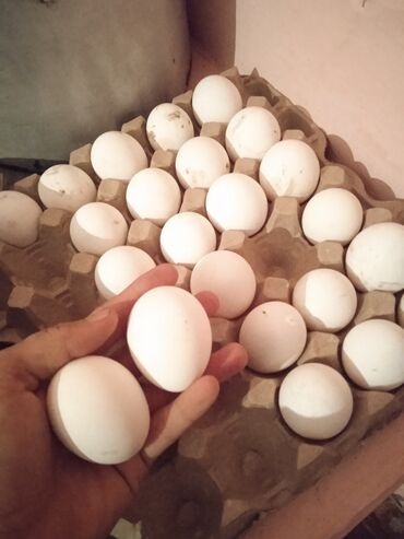 алатауская порода: Продаю | Цыплята, Инкубационные яйца | Леггорн | Для разведения, Несушки