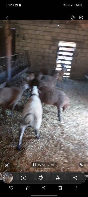 Quzu: Super emlik quzular diri çəkisi 10 manata — 5