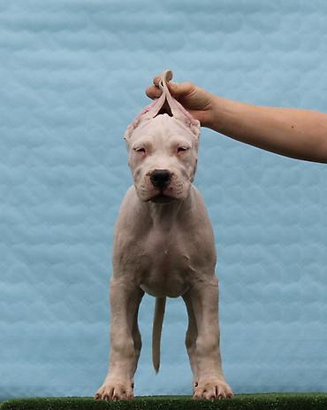 Psi: Leglo dogo argentino štenaca Sa ponosom predstavljamo vrhunsko leglo — 10