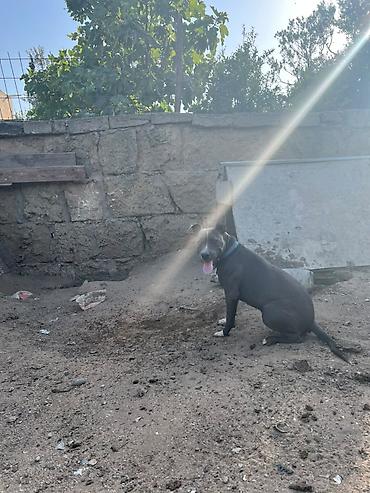 İtlər: Pitbul -da lalafo.az — 9 İtlər: Pitbul — 9