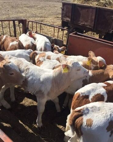 продаю музоо торпок корова самка бык самец айрширская ангус алатауская на забой для разведения на откорм племенные нетель привязанные: Продам бычки телята телки племенные породы ангус сементал гольштейн