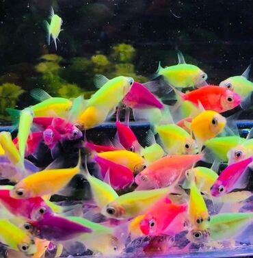 аквариум без рыб: Akvarium baliglari 1 azn
şimal zonasinda satiw edirem