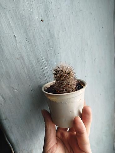 Кактусы: Комнатные растения – суккуленты и кактусы (несколько видов) — 6