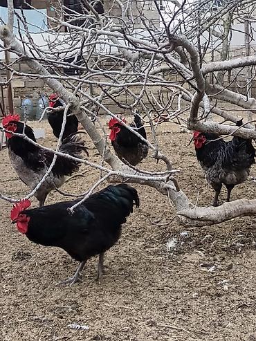 Xoruzlar: Məhsul: Safqan xoruzlar Təsvir:Təmiz qan Alman astralop cins — 19