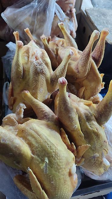 Курица: Продаются оптом и розницы ОКОРОЧКА,переполох,ИНДЕЙКИ горбуша,минтай — 24