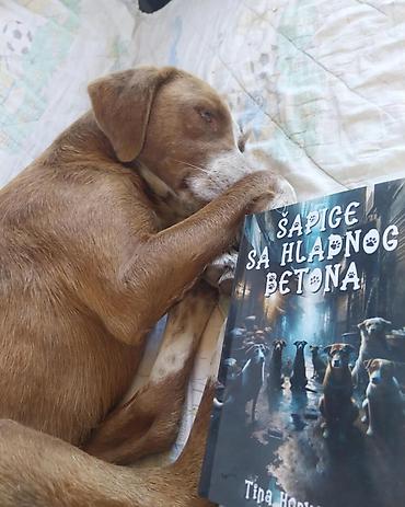 кућице за псе слике: Šapice sa hladnog betona – Tina Horvat - Knjiga: zbirka kratkih priča — 10
