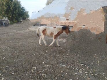 Лошади, кони: Продаю | Жеребенок | Полукровка | Рабочий — 9