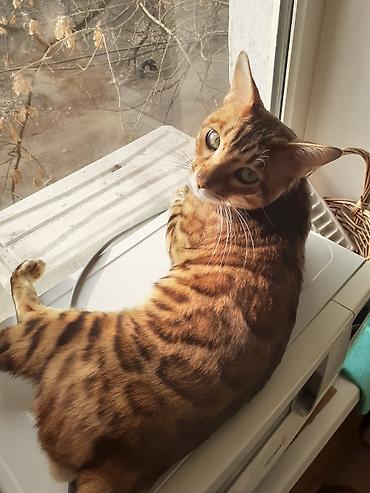 Продажа кошек: Бенгал на вязку Особенности: - Крупные выразительные глаза, широкие — 3