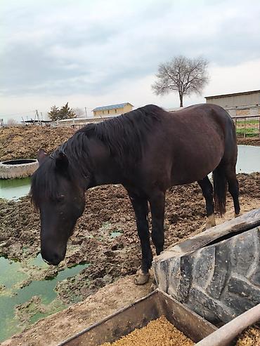 Лошади, кони: Продаю | Конь (самец), Жеребец, Жеребенок — 3