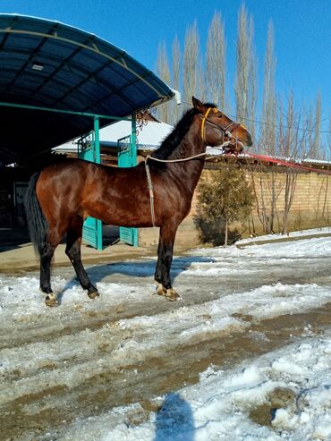 кукуруз продаю: Кобраш сатылат