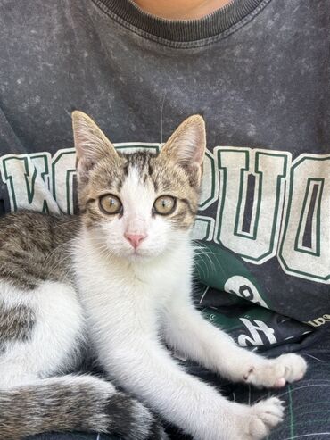 продажа домашних животных: Кошка даром: Беспородная, 3 месяца, Мальчик, Приучена к лотку