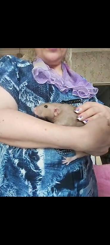 Крысы: Питомник крыс Rat Haus Love . Предлагает пару молодых крыс . Мальчик — 22