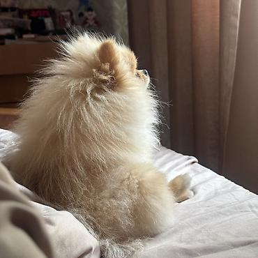 Продажа собак: Шпиц, 7 месяцев, Самка, С прививкой — 16