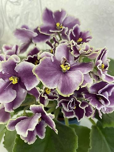 Фиалки и глоксинии: Фиалочки!!! Продам: 1. Укорененные черенки стандартных сортовых — 16