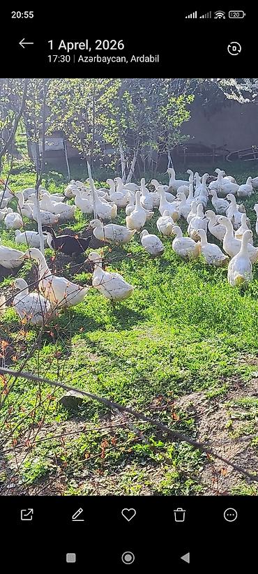 Ördəklər: Məhsul: Ağ ördəklər (sürü halında) Təsvir: - Açıq məkanda otlaqda — 10