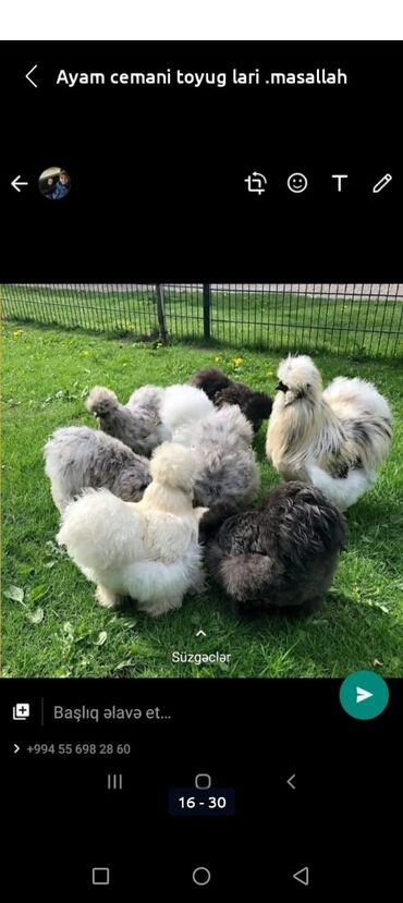 Hinduşka: Erkək, Kanada, Holland, Amerika, Damazlıq, Pulsuz çatdırılma — 13