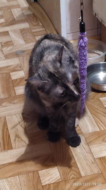 Продажа кошек: Красивые девочки . цветная и белая молодые кошки им скоро год.очень — 8