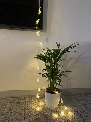 Другие комнатные растения: Продаю цветок дипсис. Щас еще пышнее