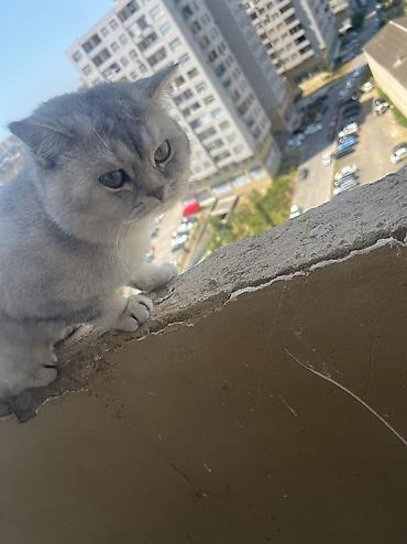 bengal pisik: Erkək, Yaxşı əllərə, Ünvandan götürmə — 3