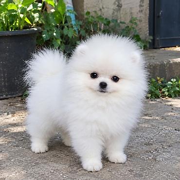 bala pitbul: Şpitz, 2 ay, Sənədli — 1