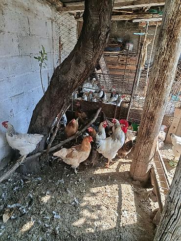 А/ч жаныбарлары үчүн тоюттар: Продам кур несушек — 2