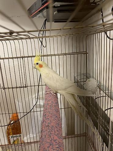 Tutuquşları: Lutilla Korella 7 ayliqdi, tam saglamdi.Erkeydi.Oz quwumun — 6