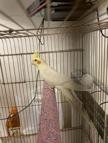 Digər quşlar: Korella erkek.
7 ayliqdi.Cox feal quwdur.Oynuyandir — 5