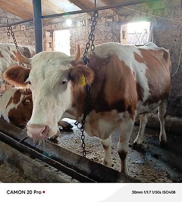 su qablari: 2 ci qarina 4 ayliq bogaz simmental duye satilir. Hal hazırda 14-16 — 1