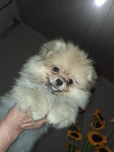 spitz it: Şpitz, 2 ay, Dişi — 3