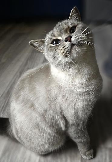 Pişiklər: Britan — 6