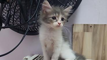 pişik cüt: ПАПА - МЕЙНКУН,МАМА-ШОТЛАНДКА. КОТЯТАМ 1,5 МЕСЯЦА. ХОДЯТ В ЛОТОК,ЕДЯТ — 6