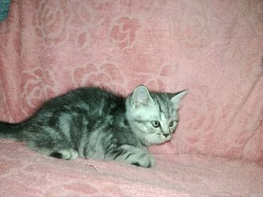 дом для животных: Шотландские котята серебристого окраса (tabby/silver). Описание: -