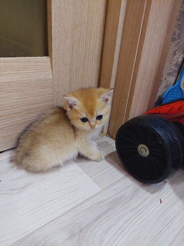 Pişiklər: Qızıl şinşilla, Erkək, Dişi, Ünvandan götürmə — 12