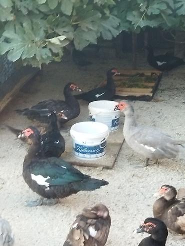 Kənd təsərrüfatı quşları: Lal ördəklər krasnadar macar zümrüd lavanda super heyvanlardı — 8