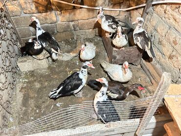 Ördəklər: Muscovy (hind) ördəkləri – qarışıq rənglərdə sürü - Növlər — 8