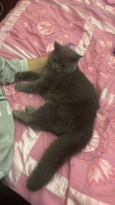 Pişiklər: Şotland, Erkək — 9