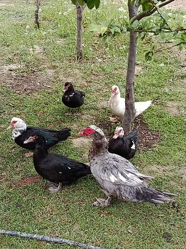 Ördəklər: Erkək, | Lal ördək, Damazlıq — 2