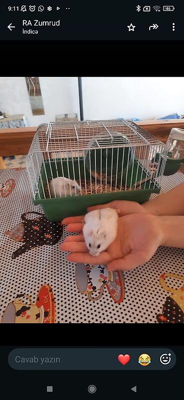 Qəfəslər: Hamster və qəfəs dəsti - Növ: xırda ev heyvanı (hamster), açıq — 1