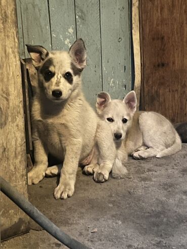 порода собак хаски цена: Продаются сибирские лайки осталось 2девочки и один мальчик им полтора