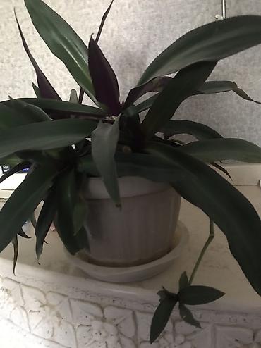 Традесканции: Традесканция ситара (Rhoeo spathacea, синоним Tradescantia spathacea) — 4