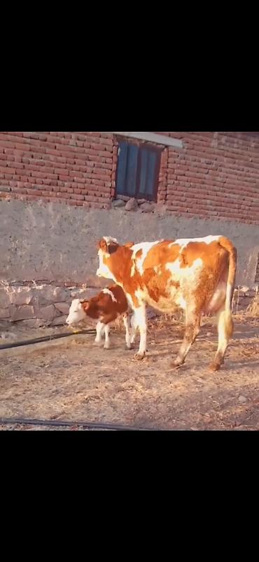 Inəklər, öküzlər: Simental tipli inək və balası - Rəng: qırmızı-ağ alaca - Ana inək -da lalafo.az — 7 Inəklər, öküzlər: Simental tipli inək və balası - Rəng: qırmızı-ağ alaca - Ana inək — 7