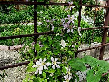 Другие садовые цветы и кустарники: Садовые растения - кустарники ( вейгела пестролистная, рябинник — 24