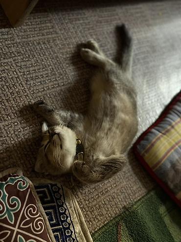 милая кошка: Шотландский котёнок (скоттиш-фолд/страйт) с необычной «дикой» окраской — 2