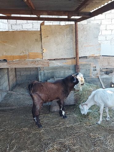 erkek qoyun: Erkək, Zanen, il: 2, Ünvandan götürmə