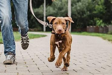 Работа: Əməkdaş Axtarılır – Freelance (Dog Walking & Pet Sitting) — 1