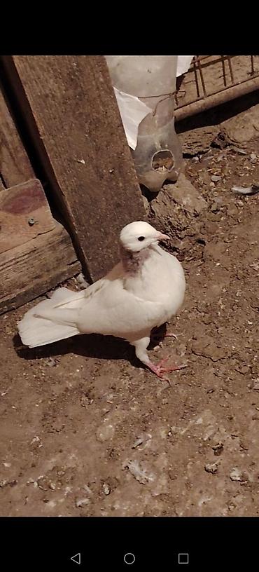 papuqay type 0: Draconlar hazir cutlerdi qisa dimdiklerdendi beleleri az azdi. Ag — 6
