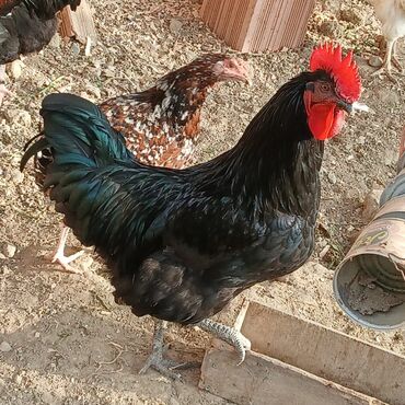 Xoruzlar: Sort xoruzlardır qarışıqda var sortlarda var 10 aylıqdı. Real almaq -da lalafo.az — 10 Xoruzlar: Sort xoruzlardır qarışıqda var sortlarda var 10 aylıqdı. Real almaq — 10