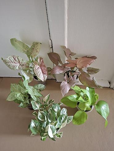 Сингониумы: Коллекция комнатных растений — подборка декоративно-лиственных — 7