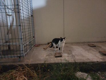 сиямские кошки: Домашнюю кошку кто-то выбросил из дома. Ласковая. Чистая. Я ей сделала