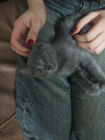 Pişiklər: Boz rəngli balaca pişik balası Salam. bu ayın 11i 4 cü ayına — 4